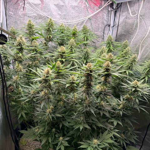 Orange Hippo x Lemon Skunk x Purple Haze x Gelato x Gorilla Glue growlog timeline photo