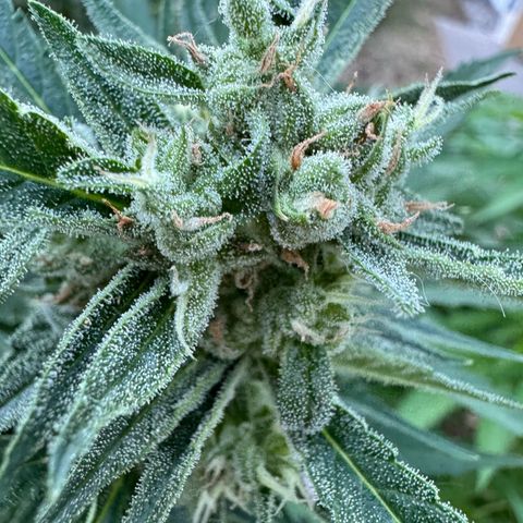 Orange Hippo x Lemon Skunk x Purple Haze x Gelato x Gorilla Glue growlog timeline photo