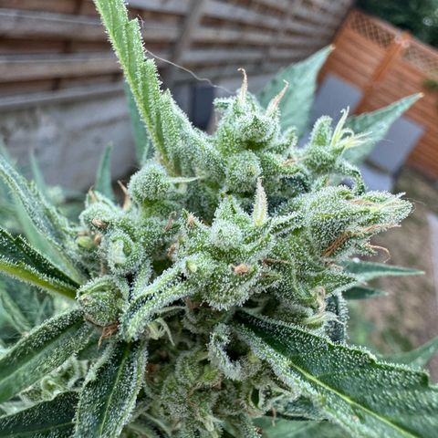 Orange Hippo x Lemon Skunk x Purple Haze x Gelato x Gorilla Glue growlog timeline photo