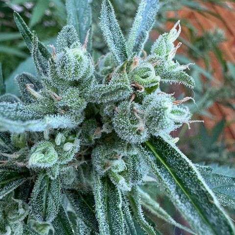 Orange Hippo x Lemon Skunk x Purple Haze x Gelato x Gorilla Glue growlog timeline photo
