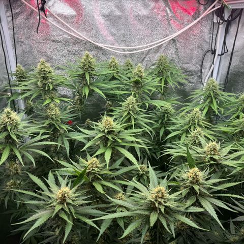 Orange Hippo x Lemon Skunk x Purple Haze x Gelato x Gorilla Glue growlog timeline photo