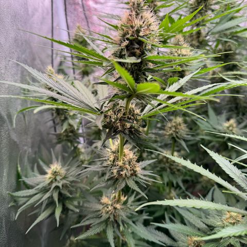 Orange Hippo x Lemon Skunk x Purple Haze x Gelato x Gorilla Glue growlog timeline photo