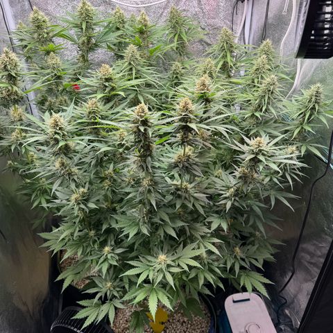 Orange Hippo x Lemon Skunk x Purple Haze x Gelato x Gorilla Glue growlog timeline photo