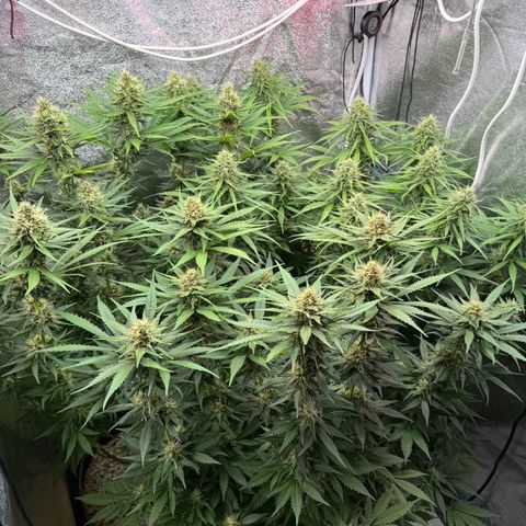Orange Hippo x Lemon Skunk x Purple Haze x Gelato x Gorilla Glue growlog timeline photo