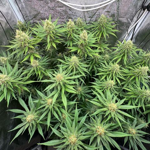 Orange Hippo x Lemon Skunk x Purple Haze x Gelato x Gorilla Glue growlog timeline photo