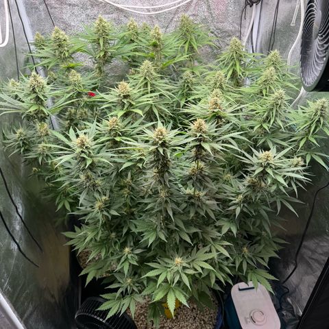 Orange Hippo x Lemon Skunk x Purple Haze x Gelato x Gorilla Glue growlog timeline photo
