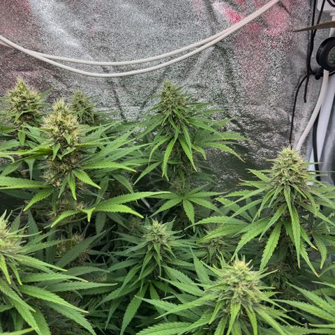 Orange Hippo x Lemon Skunk x Purple Haze x Gelato x Gorilla Glue growlog timeline photo