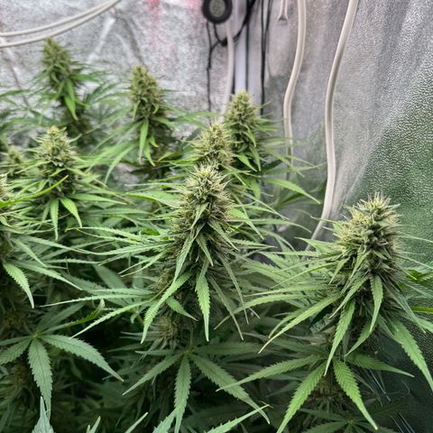 Orange Hippo x Lemon Skunk x Purple Haze x Gelato x Gorilla Glue growlog timeline photo