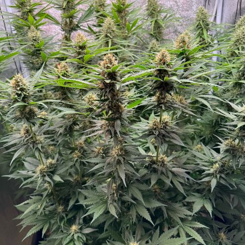 Orange Hippo x Lemon Skunk x Purple Haze x Gelato x Gorilla Glue growlog timeline photo