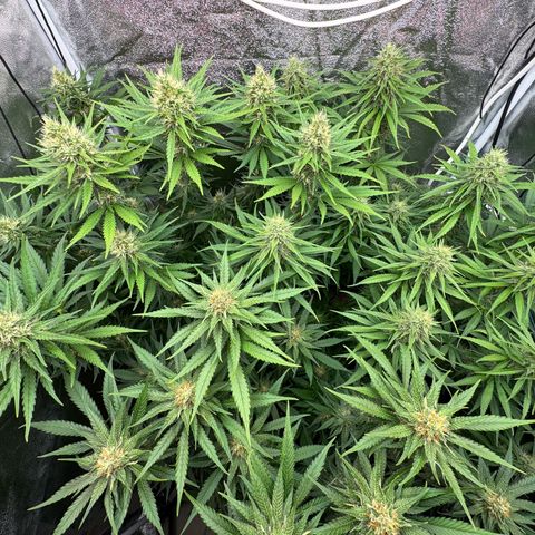 Orange Hippo x Lemon Skunk x Purple Haze x Gelato x Gorilla Glue growlog timeline photo