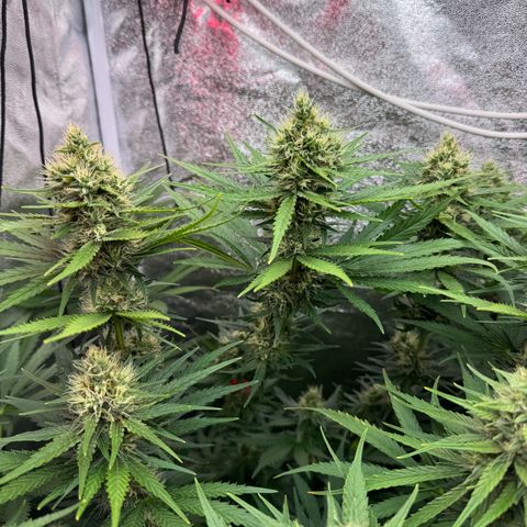 Orange Hippo x Lemon Skunk x Purple Haze x Gelato x Gorilla Glue growlog timeline photo