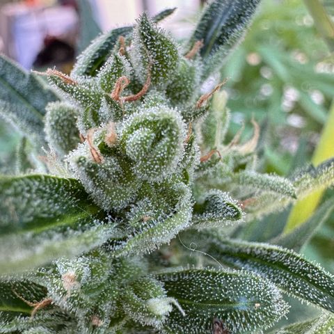 Orange Hippo x Lemon Skunk x Purple Haze x Gelato x Gorilla Glue growlog timeline photo