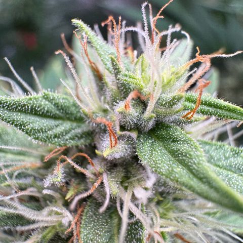 Orange Hippo x Lemon Skunk x Purple Haze x Gelato x Gorilla Glue growlog timeline photo