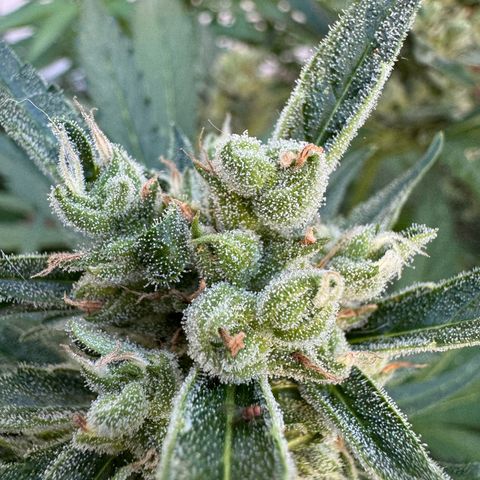 Orange Hippo x Lemon Skunk x Purple Haze x Gelato x Gorilla Glue growlog timeline photo