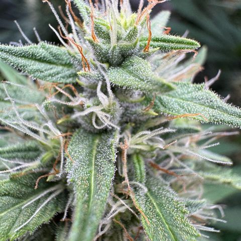 Orange Hippo x Lemon Skunk x Purple Haze x Gelato x Gorilla Glue growlog timeline photo