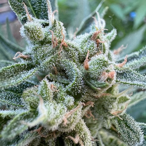 Orange Hippo x Lemon Skunk x Purple Haze x Gelato x Gorilla Glue growlog timeline photo