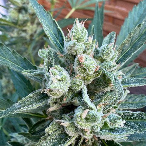 Orange Hippo x Lemon Skunk x Purple Haze x Gelato x Gorilla Glue growlog timeline photo