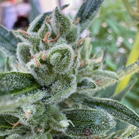 Orange Hippo x Lemon Skunk x Purple Haze x Gelato x Gorilla Glue growlog timeline photo