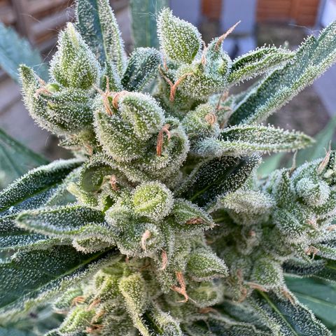 Orange Hippo x Lemon Skunk x Purple Haze x Gelato x Gorilla Glue growlog timeline photo