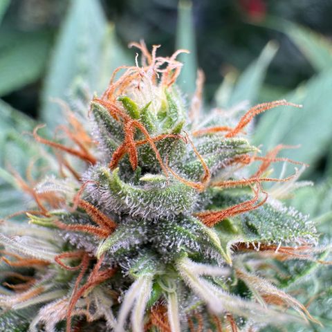 Orange Hippo x Lemon Skunk x Purple Haze x Gelato x Gorilla Glue growlog timeline photo