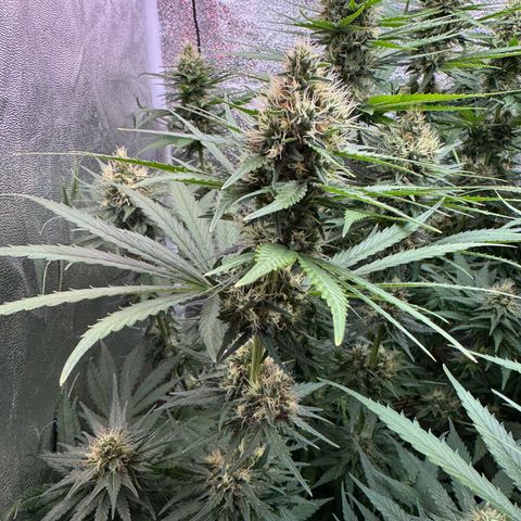 Orange Hippo x Lemon Skunk x Purple Haze x Gelato x Gorilla Glue growlog timeline photo