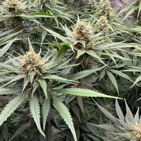 Orange Hippo x Lemon Skunk x Purple Haze x Gelato x Gorilla Glue growlog timeline photo