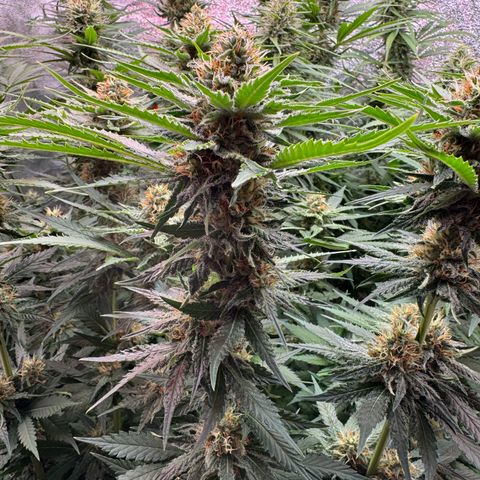 Orange Hippo x Lemon Skunk x Purple Haze x Gelato x Gorilla Glue growlog timeline photo