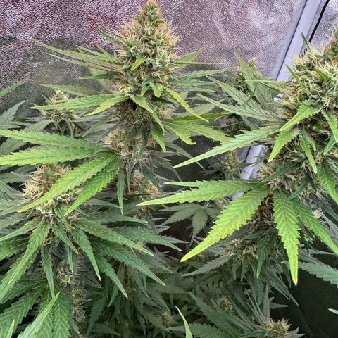 Orange Hippo x Lemon Skunk x Purple Haze x Gelato x Gorilla Glue growlog timeline photo