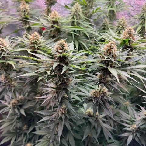 Orange Hippo x Lemon Skunk x Purple Haze x Gelato x Gorilla Glue growlog timeline photo