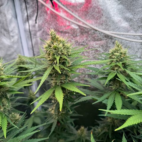 Orange Hippo x Lemon Skunk x Purple Haze x Gelato x Gorilla Glue growlog timeline photo