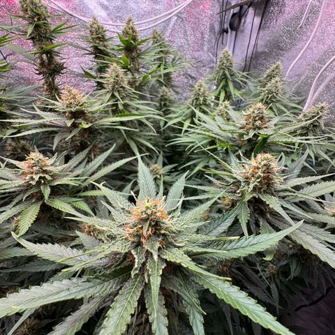 Orange Hippo x Lemon Skunk x Purple Haze x Gelato x Gorilla Glue growlog timeline photo