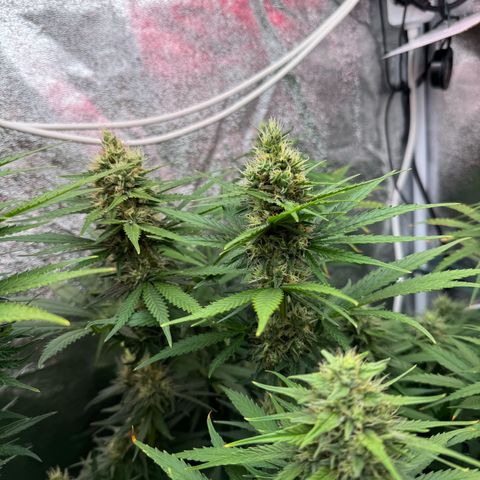 Orange Hippo x Lemon Skunk x Purple Haze x Gelato x Gorilla Glue growlog timeline photo