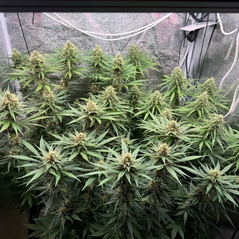Orange Hippo x Lemon Skunk x Purple Haze x Gelato x Gorilla Glue growlog timeline photo