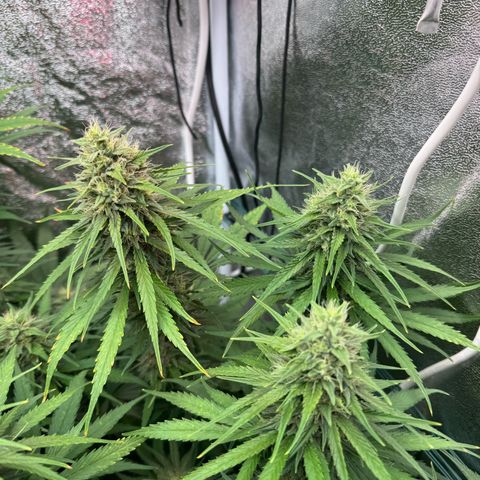 Orange Hippo x Lemon Skunk x Purple Haze x Gelato x Gorilla Glue growlog timeline photo