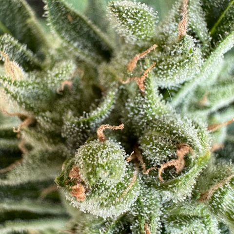 Orange Hippo x Lemon Skunk x Purple Haze x Gelato x Gorilla Glue growlog timeline photo