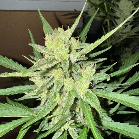 Orange Hippo x Lemon Skunk x Purple Haze x Gelato x Gorilla Glue growlog timeline photo