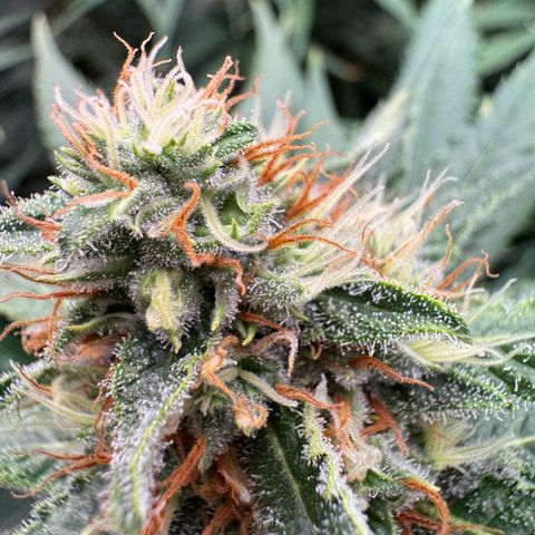 Orange Hippo x Lemon Skunk x Purple Haze x Gelato x Gorilla Glue growlog timeline photo