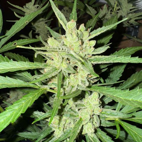 Orange Hippo x Lemon Skunk x Purple Haze x Gelato x Gorilla Glue growlog timeline photo