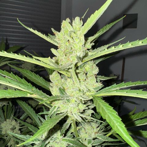 Orange Hippo x Lemon Skunk x Purple Haze x Gelato x Gorilla Glue growlog timeline photo