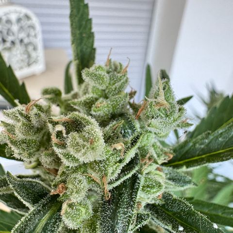 Orange Hippo x Lemon Skunk x Purple Haze x Gelato x Gorilla Glue growlog timeline photo