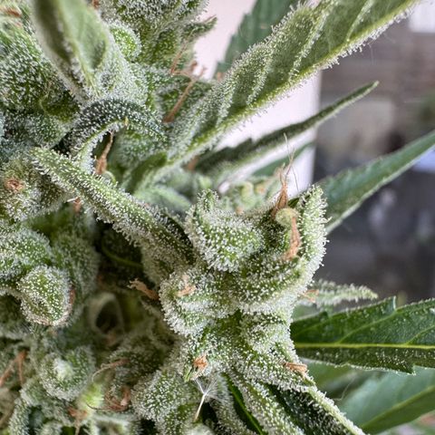 Orange Hippo x Lemon Skunk x Purple Haze x Gelato x Gorilla Glue growlog timeline photo