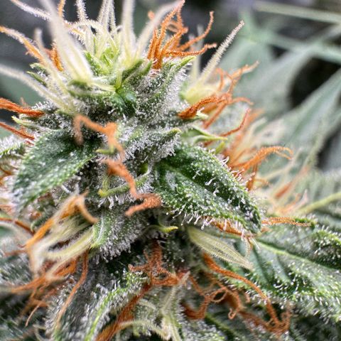 Orange Hippo x Lemon Skunk x Purple Haze x Gelato x Gorilla Glue growlog timeline photo