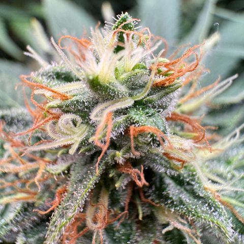 Orange Hippo x Lemon Skunk x Purple Haze x Gelato x Gorilla Glue growlog timeline photo