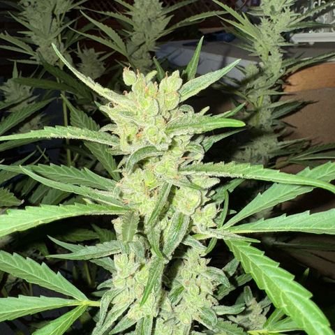 Orange Hippo x Lemon Skunk x Purple Haze x Gelato x Gorilla Glue growlog timeline photo