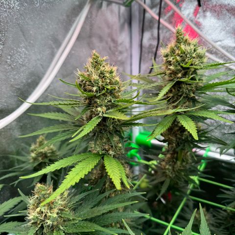 Orange Hippo x Lemon Skunk x Purple Haze x Gelato x Gorilla Glue growlog timeline photo