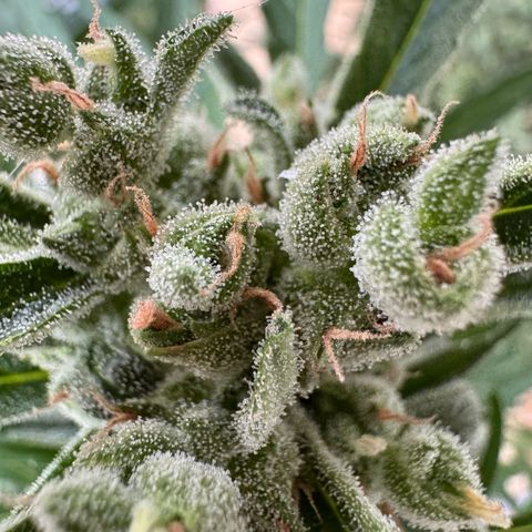 Orange Hippo x Lemon Skunk x Purple Haze x Gelato x Gorilla Glue growlog timeline photo