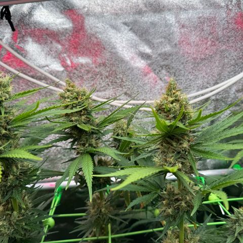 Orange Hippo x Lemon Skunk x Purple Haze x Gelato x Gorilla Glue growlog timeline photo