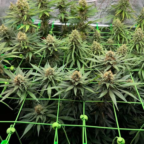 Orange Hippo x Lemon Skunk x Purple Haze x Gelato x Gorilla Glue growlog timeline photo