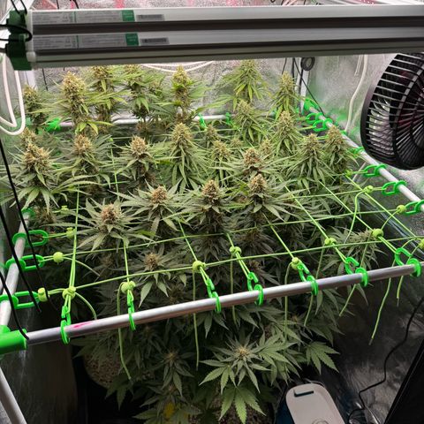 Orange Hippo x Lemon Skunk x Purple Haze x Gelato x Gorilla Glue growlog timeline photo