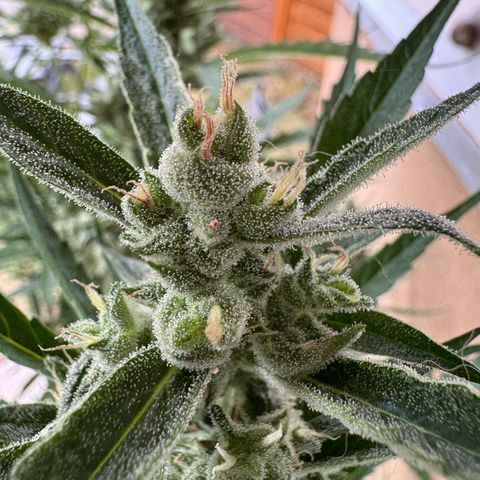 Orange Hippo x Lemon Skunk x Purple Haze x Gelato x Gorilla Glue growlog timeline photo
